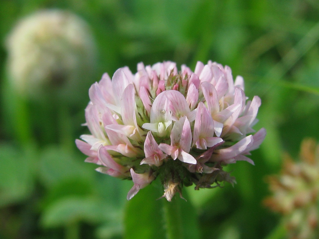 Изображение особи Trifolium fragiferum.