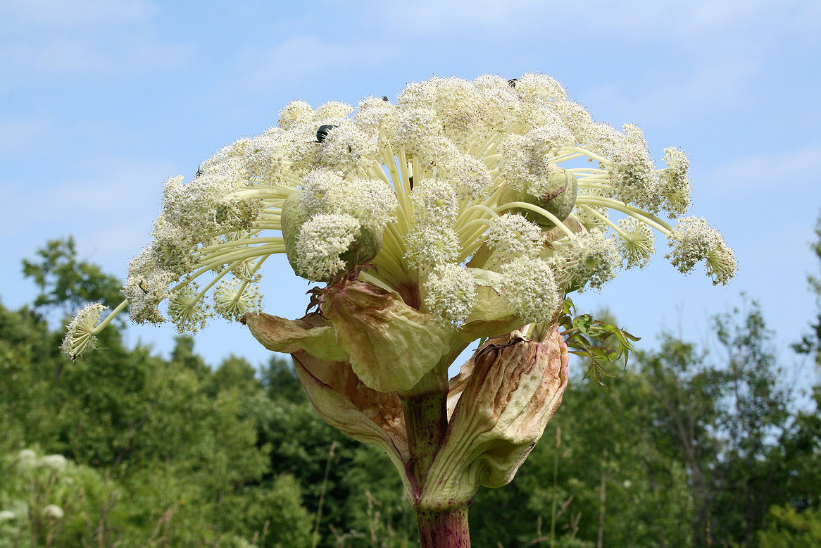 Image of Angelica ursina specimen.