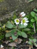 Erophila praecox