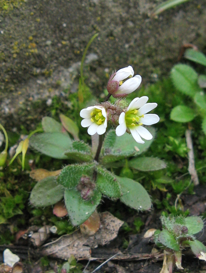 Image of Erophila praecox specimen.