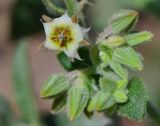 Trichodesma africana