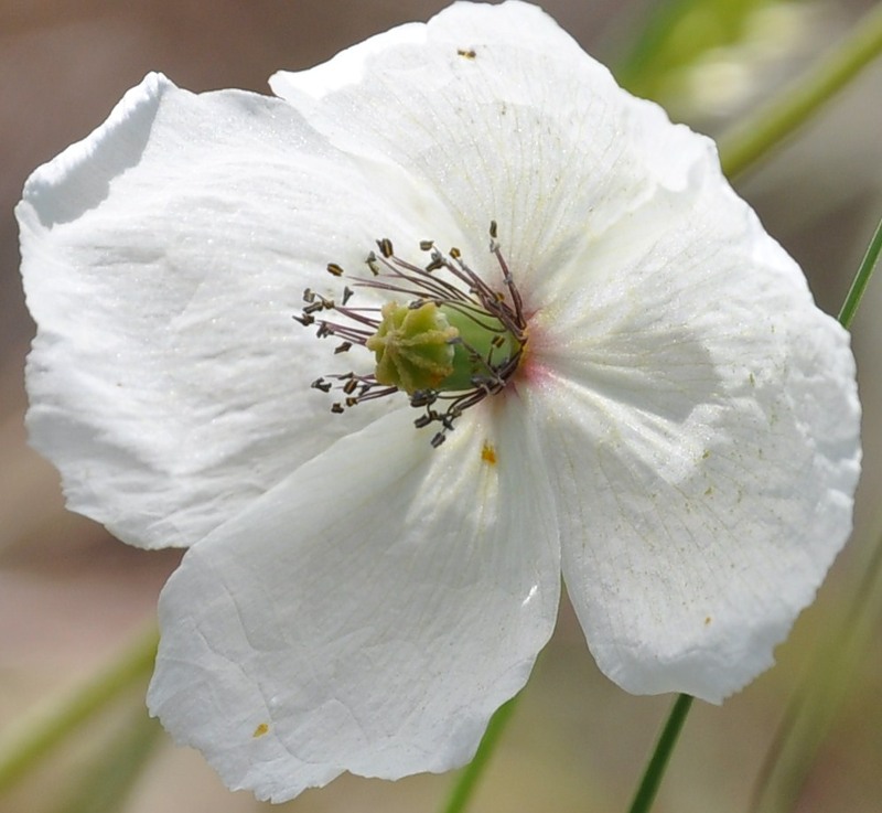 Image of Papaver albiflorum specimen.