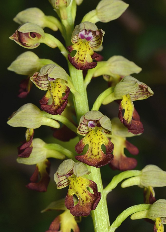 Image of Orchis punctulata specimen.