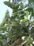 Calotropis procera