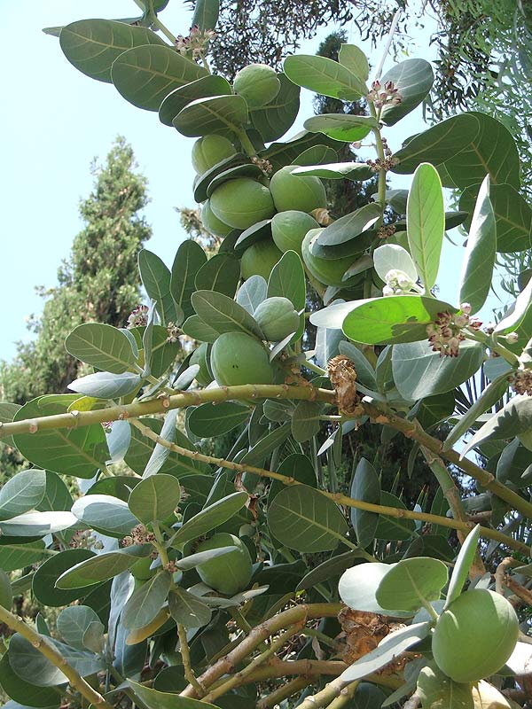 Image of Calotropis procera specimen.