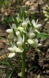 Dactylorhiza romana