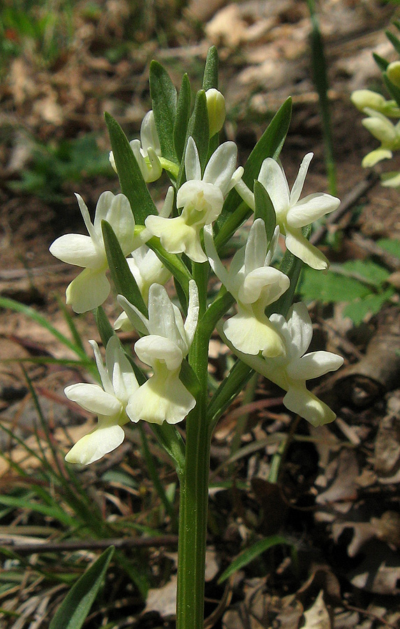 Изображение особи Dactylorhiza romana.