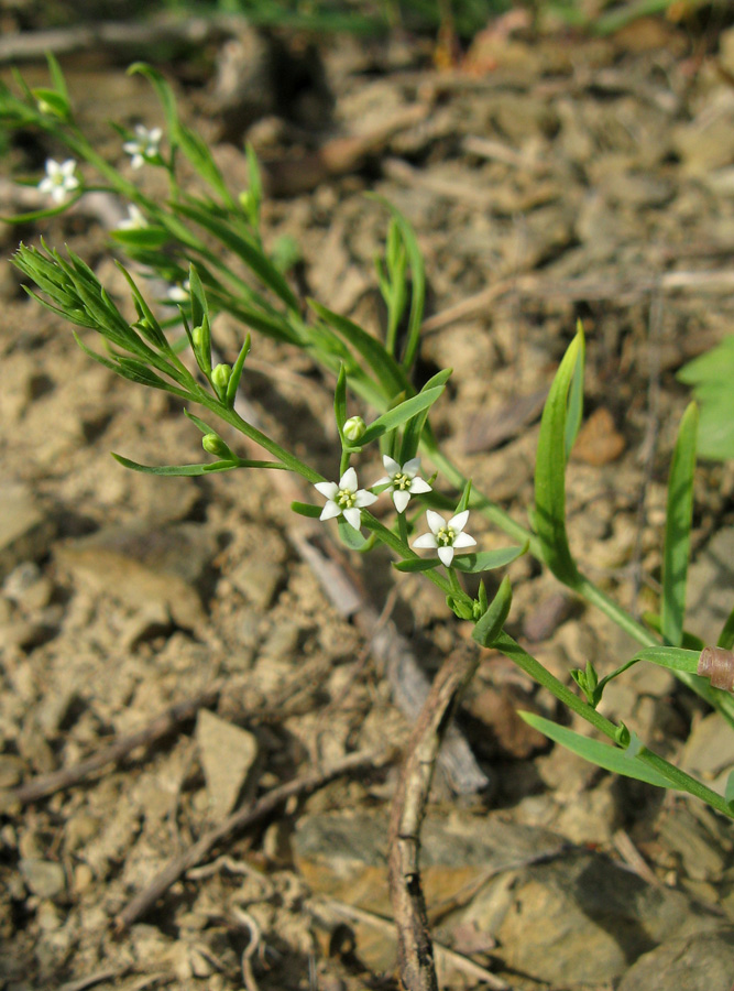 Изображение особи Thesium ramosum.