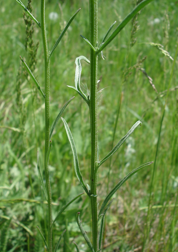 Изображение особи Erysimum canescens.