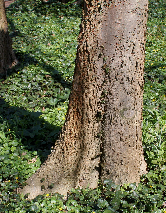 Изображение особи Celtis australis.