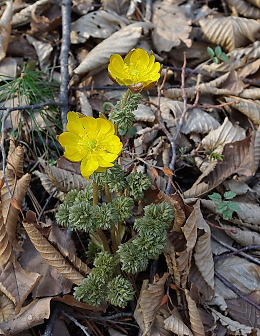 Image of Adonis amurensis specimen.