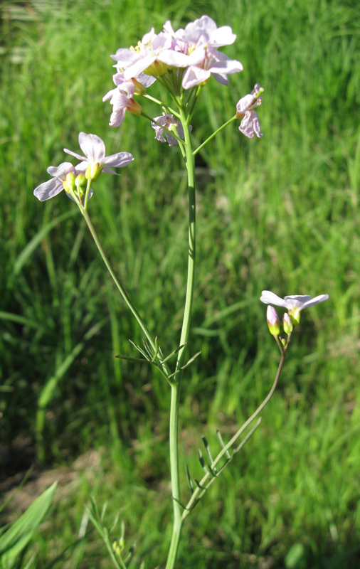 Image of genus Cardamine specimen.