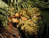 Trachycarpus fortunei