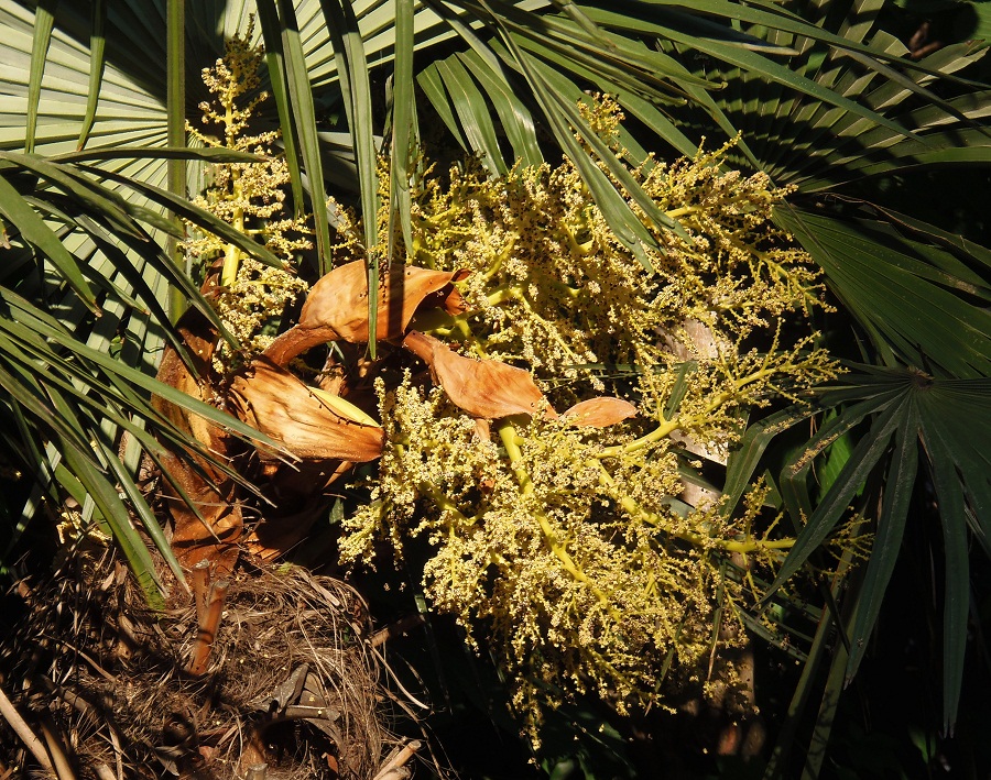 Изображение особи Trachycarpus fortunei.