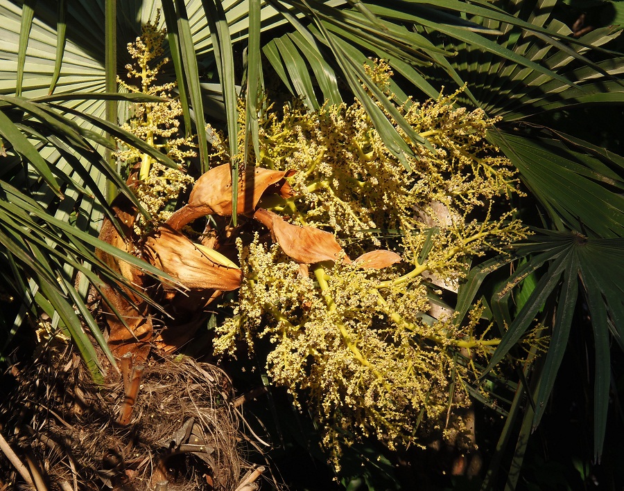 Image of Trachycarpus fortunei specimen.