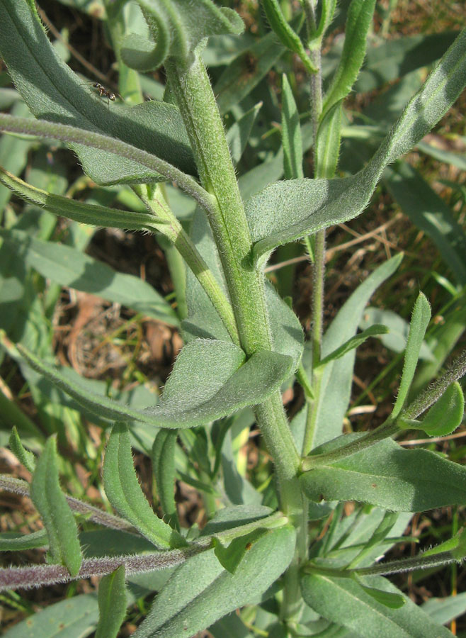 Image of Anchusa leptophylla specimen.