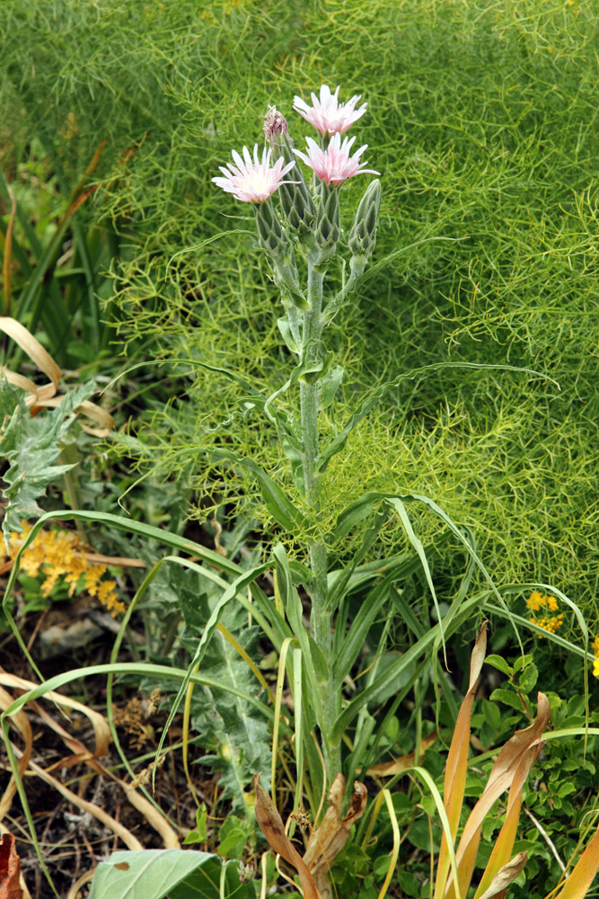 Изображение особи Scorzonera tragopogonoides.