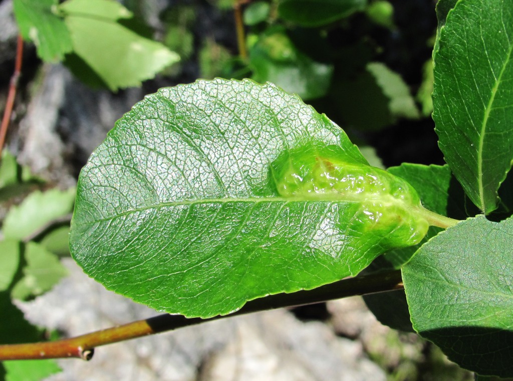Изображение особи Salix jenisseensis.