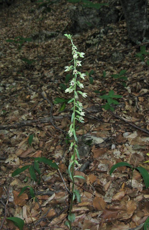 Image of Epipactis krymmontana specimen.