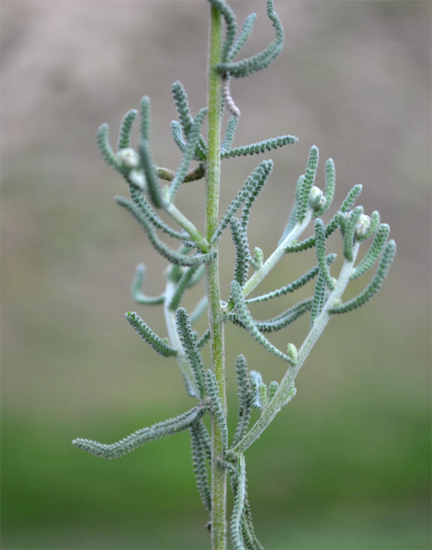 Image of Achillea vermicularis specimen.