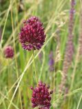 Allium rotundum