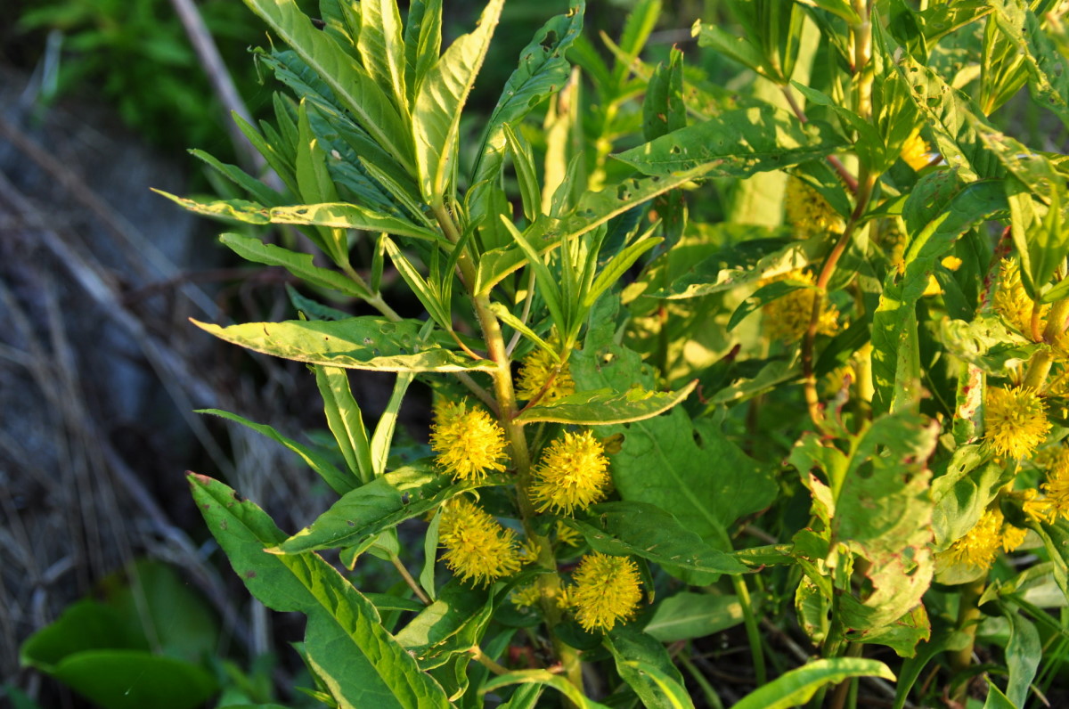 Изображение особи Naumburgia thyrsiflora.