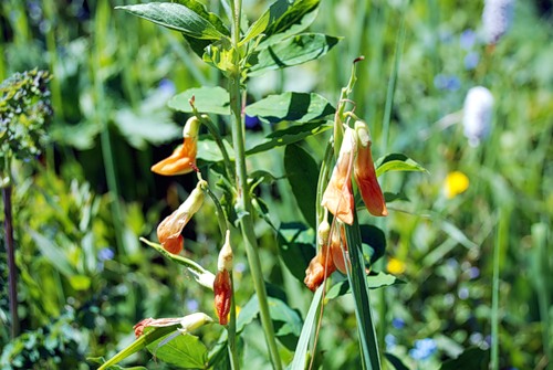 Изображение особи Lathyrus gmelinii.