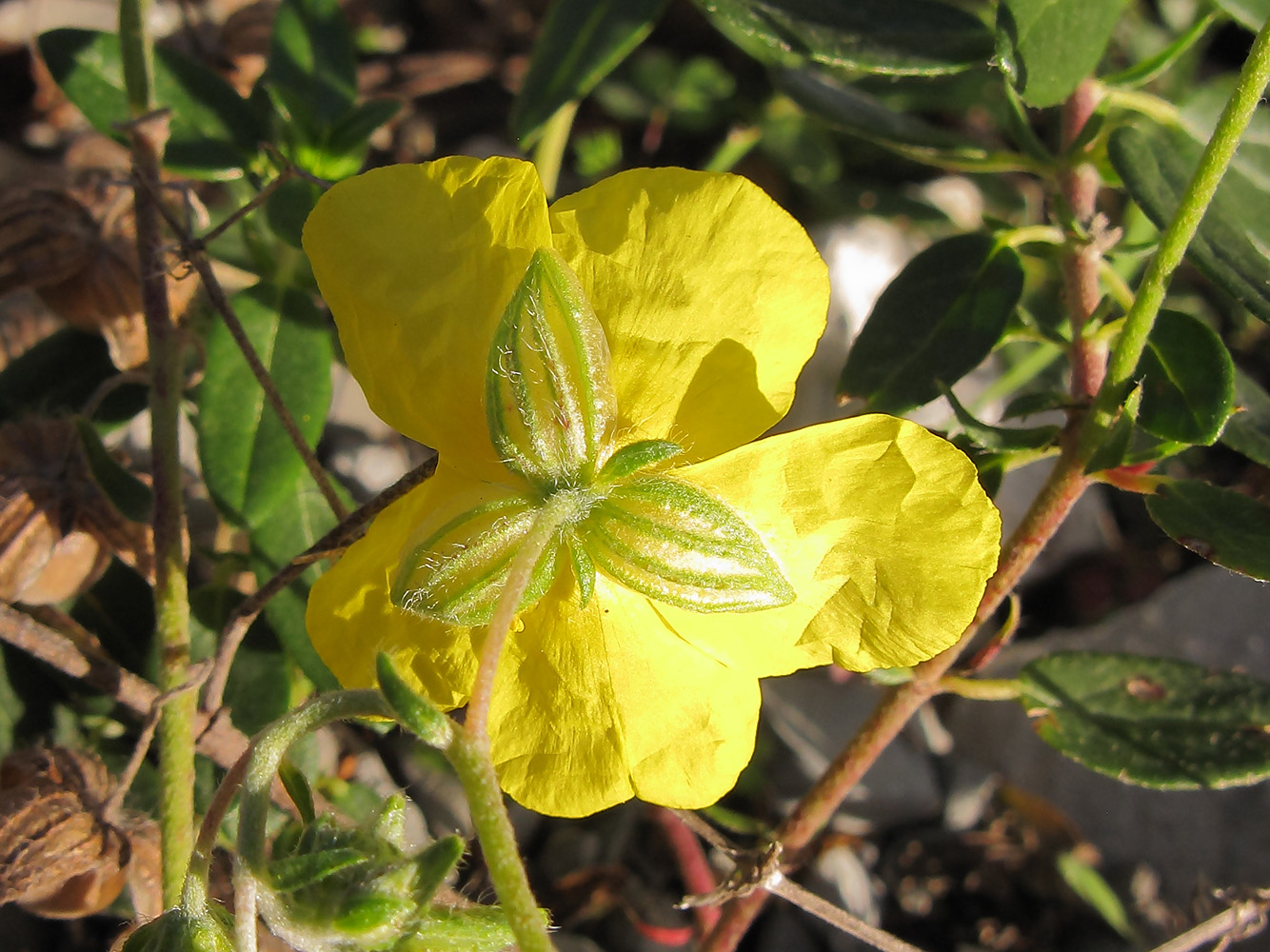 Изображение особи Helianthemum ovatum.