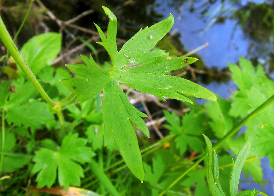 Image of Ranunculus propinquus specimen.