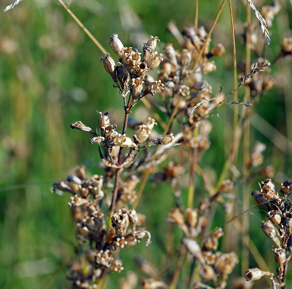 Изображение особи Viscaria vulgaris.