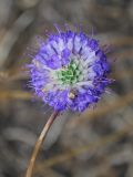 Dipsacus dipsacoides