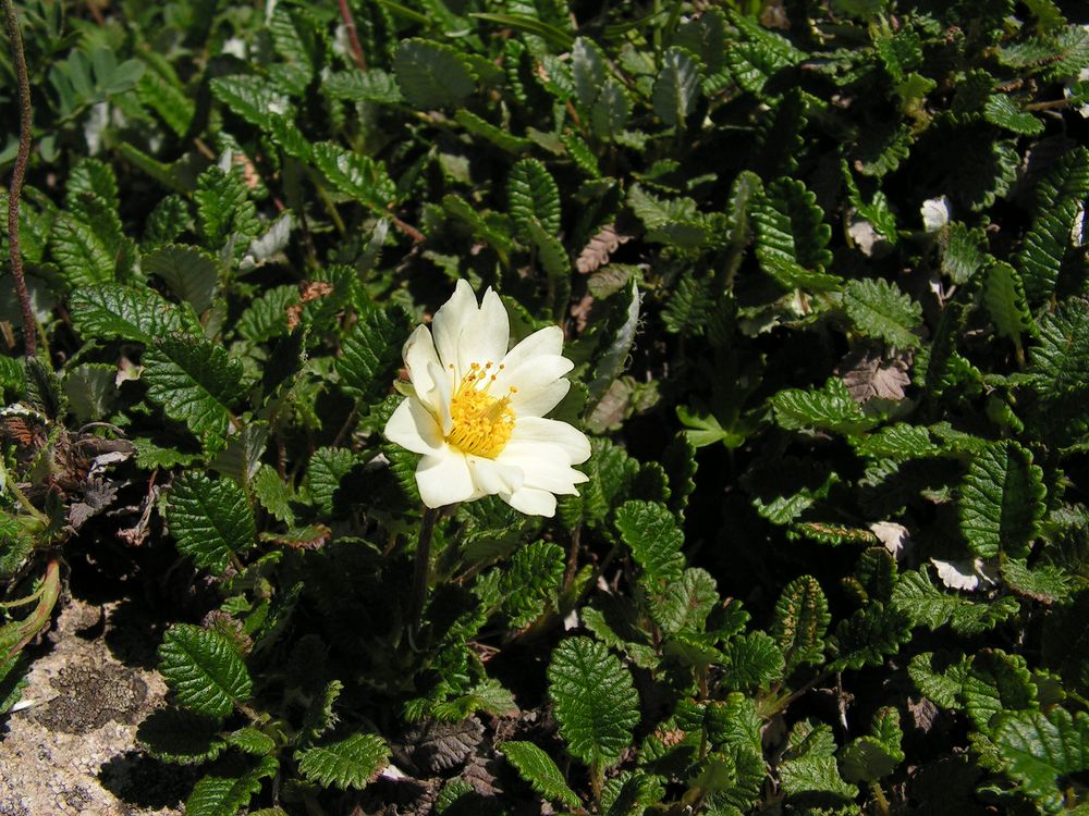 Изображение особи Dryas ajanensis.