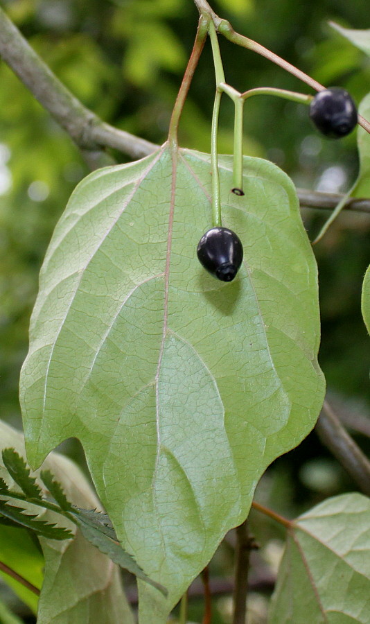 Image of Alangium chinense specimen.