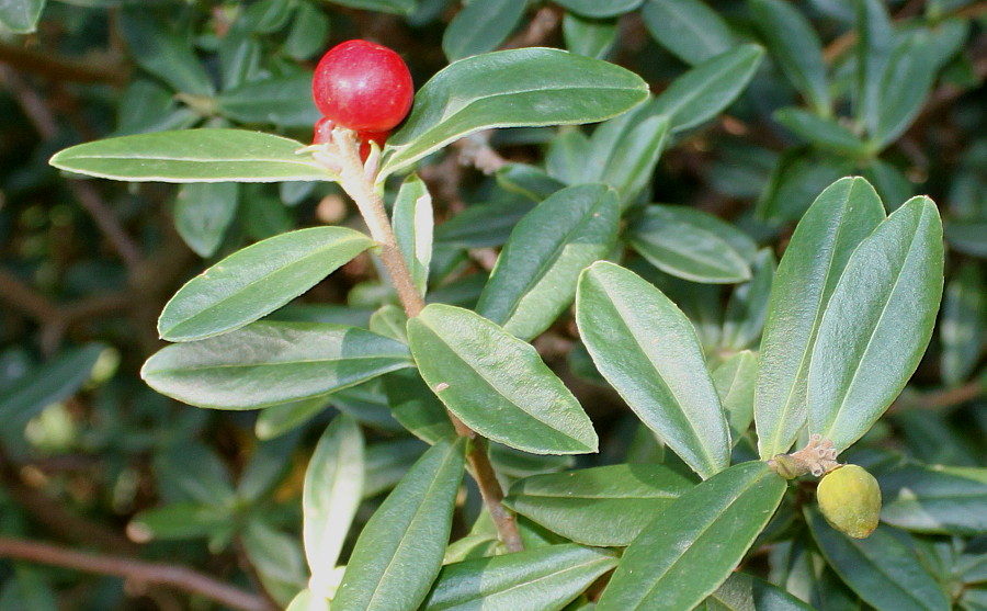 Image of genus Daphne specimen.