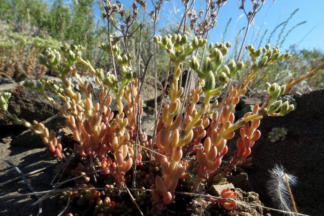 Изображение особи Sedum alberti.