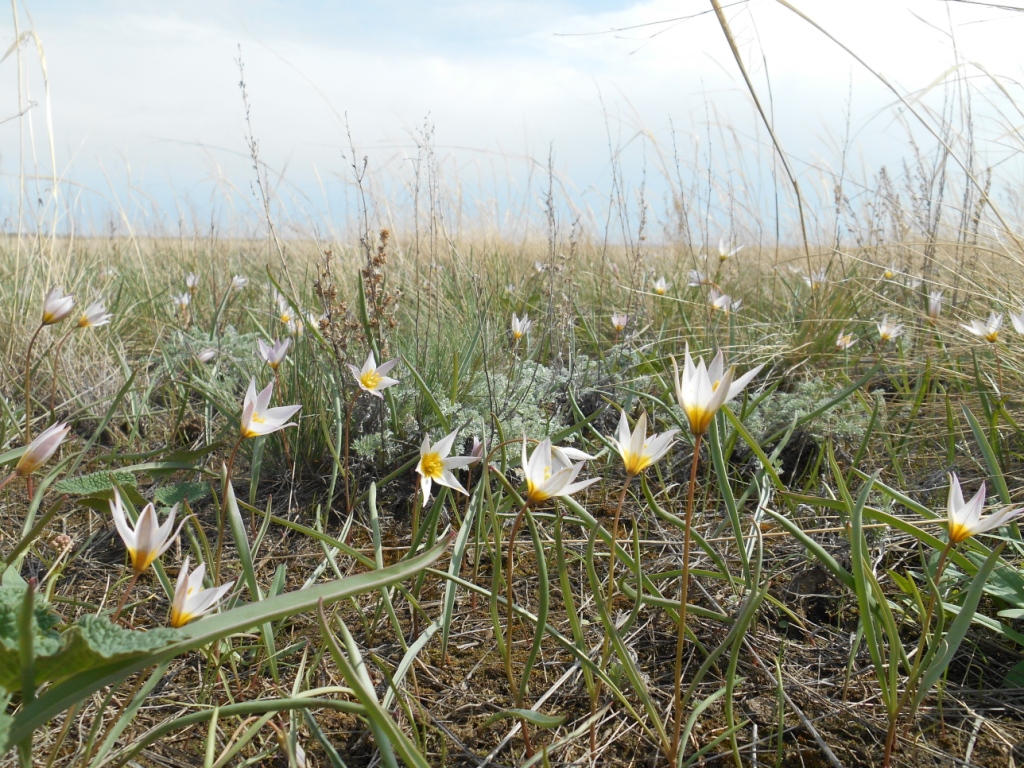 Изображение особи Tulipa patens.