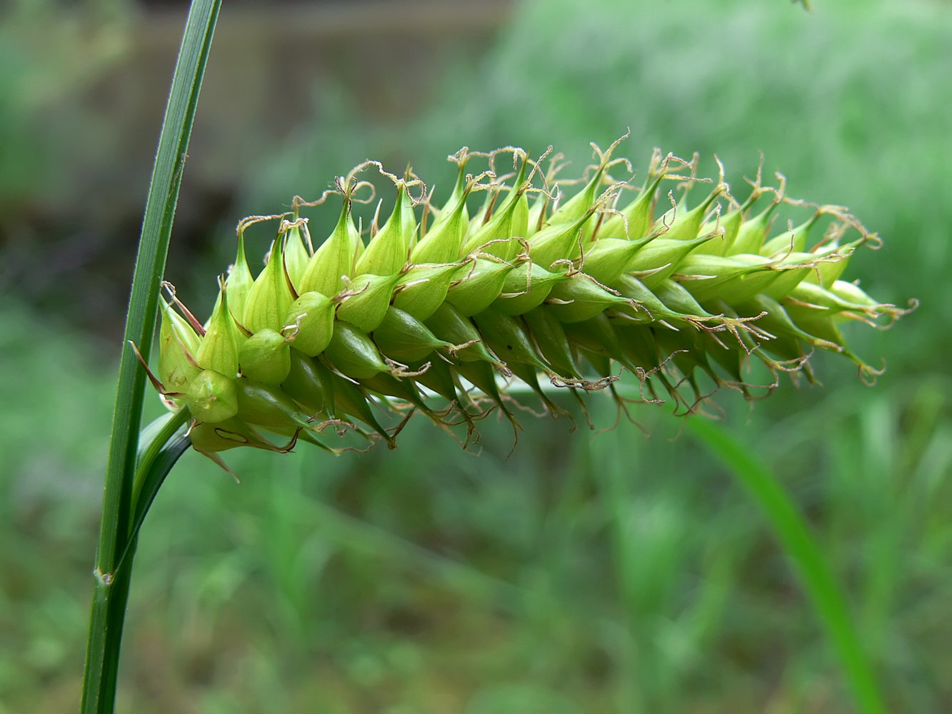 Изображение особи Carex vesicaria.