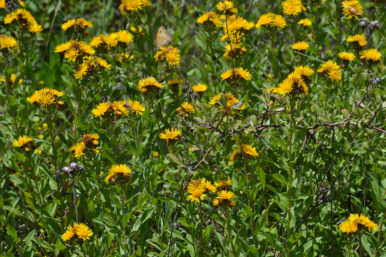 Изображение особи Inula aspera.