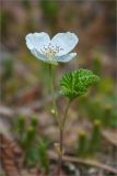 Rubus chamaemorus. Верхушка цветущего растения. Ленинградская обл., Кингисеппский р-н, лес между оз. Судачье и Бабинское. 27.05.2012.