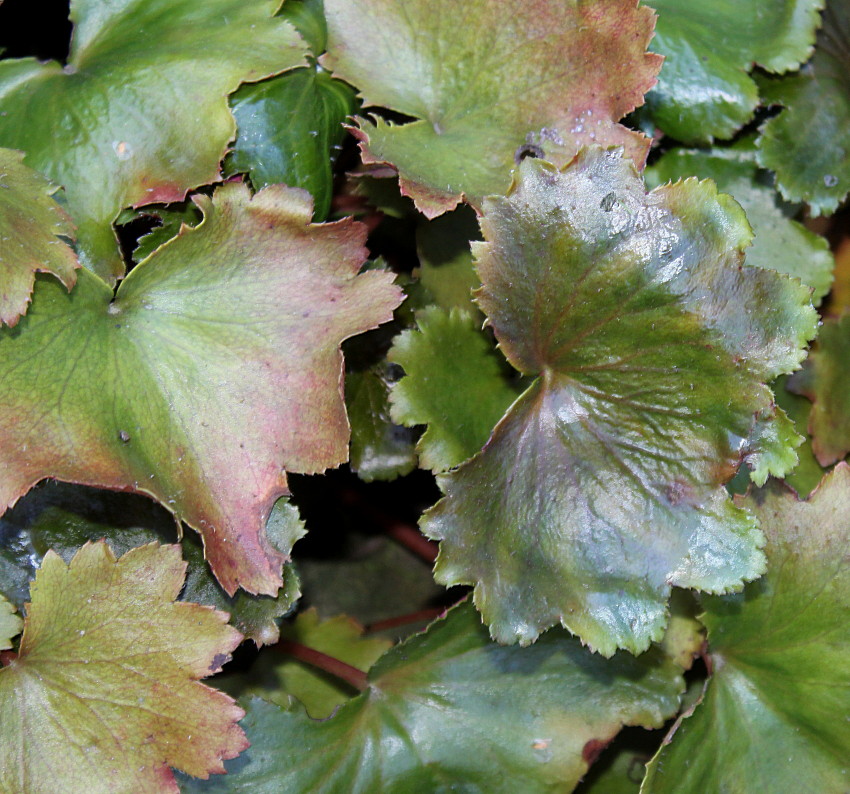 Изображение особи Saxifraga fortunei.