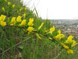 Chamaecytisus ruthenicus. Цветущая ветвь. Украина, Львов, ландшафтный парк \"Знесенье\", травянистый склон. 9 мая 2008 г.
