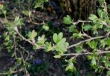 Ribes aureum. Ветки. Германия, г. Дюссельдорф, Ботанический сад университета. 10.03.2014.