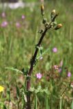 Sonchus oleraceus