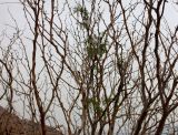 Prosopis alba