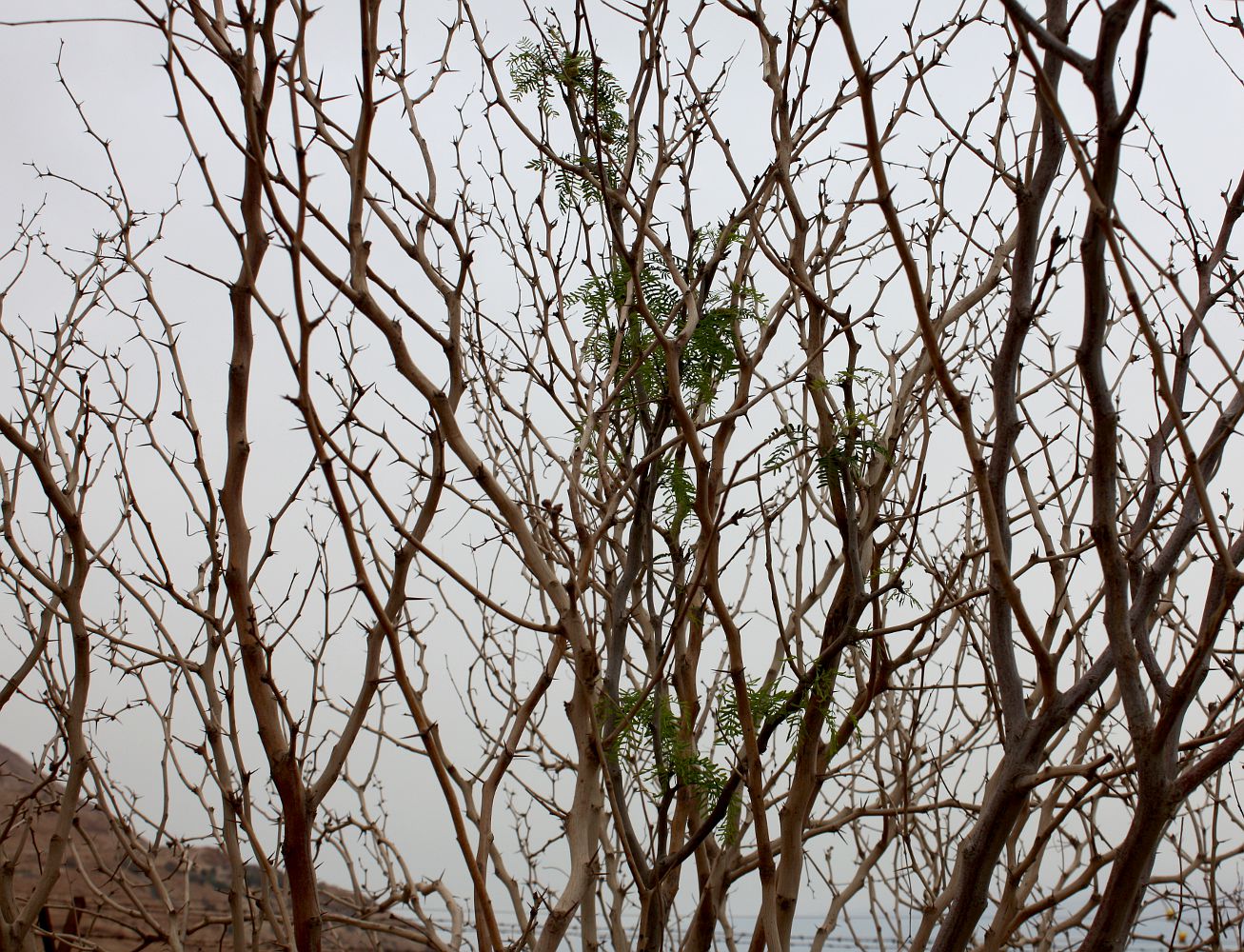 Изображение особи Prosopis alba.