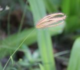 Chloris barbata