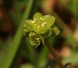 Adoxa moschatellina. Соцветие. Приморский край, Партизанский р-н, окр. пос. Новолитовск, долина р. Литовки на левом берегу, ильмово-ясенёвый лес. 29.04.2014.