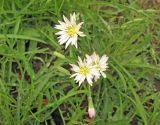 Ixeridium gramineum