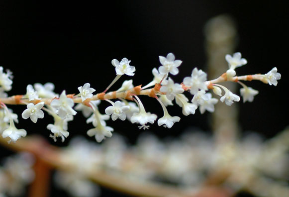 Image of Reynoutria japonica specimen.