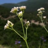 Galium biebersteinii